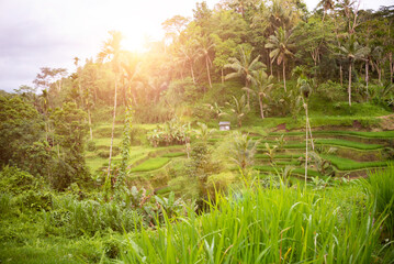 Lush rice fields plantation on Bali island, Indonesia