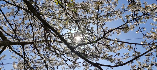 sun through a cherry tree