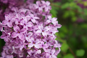 Blooming lilac bushes close up