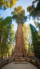 The General Sherman Tree at Sequoia National Park