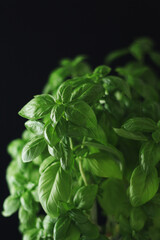 A bunch of basil in low key