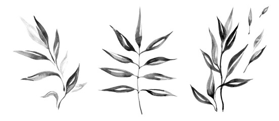 Set of hand drawn black leaf silhouettes. Watercolor design elements with ink and brush. Olive branches with long leaves collection. Hand drawn foliage, herbs, tree twig. Cliparts isolated on white