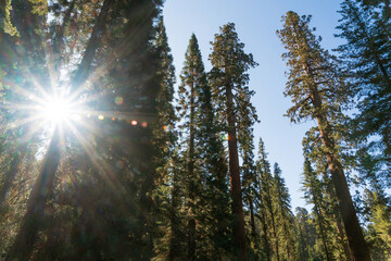 Trees in the Summer Sunlight, Sequoia National Park
