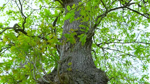 First shoots and first leaves of an oak forest (Quercus robur) in spring in the town of Liendo. Liendo Valley, Monta&ntilde;a Oriental Costera, Cantabrian Sea, Cantabria, Spain, Europe