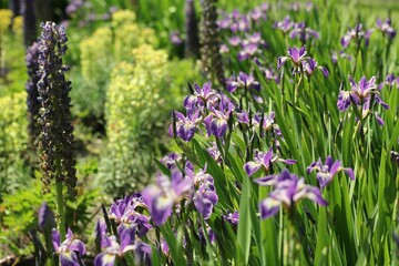 Obraz premium lavender flowers in the garden