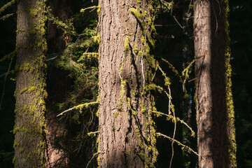 Trees in the Summer Sunlight, Sequoia National Park