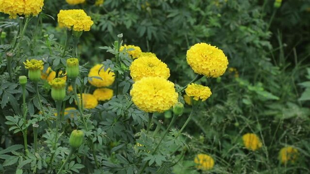 Beautifully blooming marigolds are close by in the garden