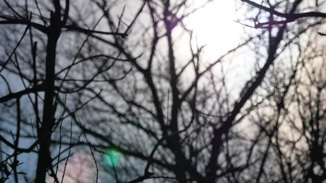 冬の木と空　ボケからフォーカスイン