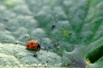ladybug close-up, ladybug on twigs and leaves, beautiful ladybug, close up of an orange ladybug with water drops on it standing on a green leaf for contrast

