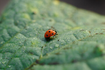 ladybug close-up, ladybug on twigs and leaves, beautiful ladybug, close up of an orange ladybug with water drops on it standing on a green leaf for contrast

