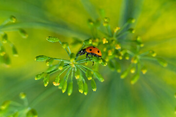 Fototapeta premium ladybug close-up, ladybug on twigs and leaves, beautiful ladybug, close up of an orange ladybug with water drops on it standing on a green leaf for contrast