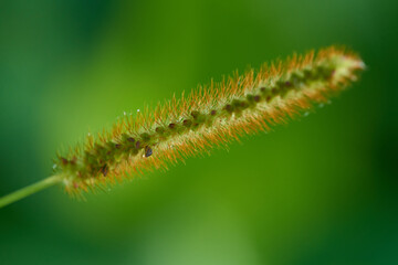Rote Borstenhirse (Setaria pumila)	