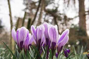 spring crocus flowers from below at easter