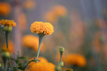 Beautiful yellow marigold  flower in garden.