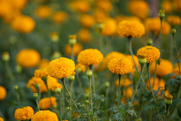Close up beautiful yellow marigold flowers