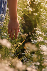 field of white flowers, people walking in the field, hands holding flowers, flowers at sunset, flowers close-up

