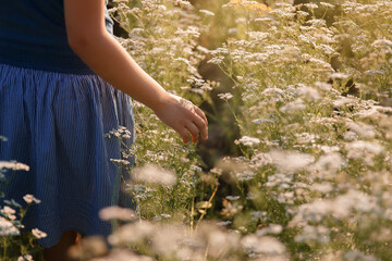 field of white flowers, people walking in the field, hands holding flowers, flowers at sunset, flowers close-up

