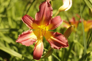 Fototapeta na wymiar red and yellow lily