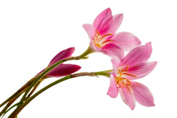 Fototapeta na wymiar Flowers of Zephyranthes also known as Rain Lily, Rain Flower, Zephyr Lily, Storm Lily, Wind Flower. Flowers isolated on white background.