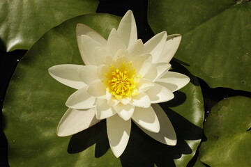 white water lily