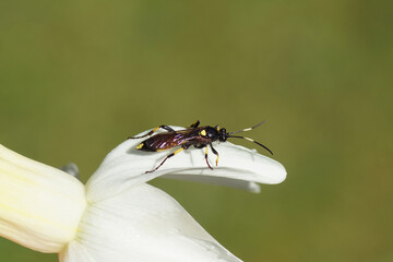 Closeup female parasitic wasp of the subfamily Ichneumoninae, family ichneumon wasps or ichneumonids (Ichneumonidae). On a pale yellow flower of a trumpet daffodil (Narcissus cyclamineus). Spring, 