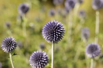 echinops ritro flower in the garden