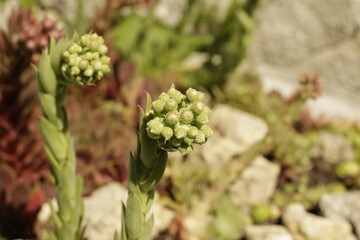 close up of a Houseleek plant