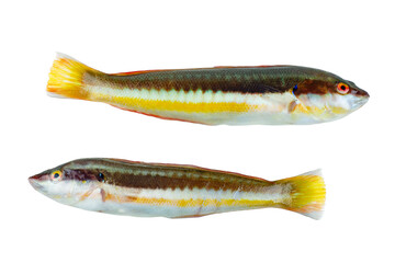 Two Rainbow Wrasse from Mediterranean isolated on white