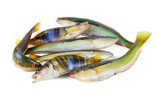 Pile of Rainbow Wrasse and Painted Comber isolated on white background