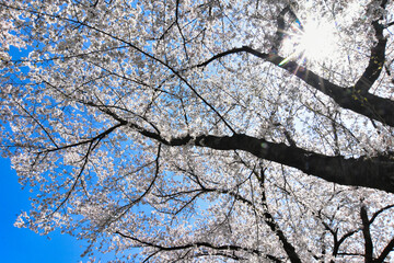 青空に映える満開の桜