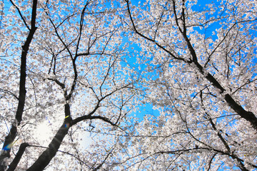 青空に映える満開の桜