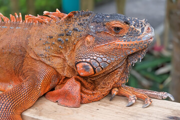 Close up of orange iguana lizard 