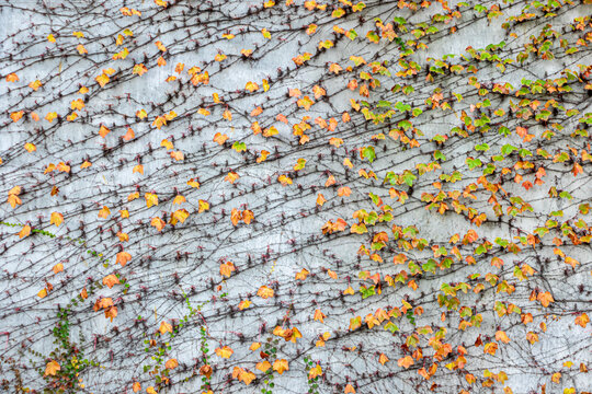 Enlgish ivy spreading on a concrete wall with leafs turning yellow at autumn 