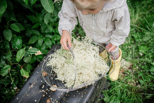 The hands of a child plucking elderflowers from bushes in the summer. Collection of ingredients for a refreshing drink or medicines of non-traditional phytomedicine.