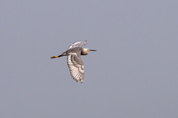 Western reef heron or Egretta gularisobserved near Nalsarovar in Gujarat, India