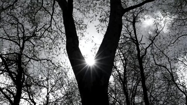 Black and white in a forest of oaks (Quercus robur) in spring in the town of Guriezo, in the surroundings of the Ag&uuml;era river. Cantabrian Sea, Cantabria, Spain, Europe