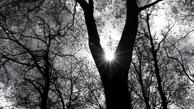 Black and white in a forest of oaks (Quercus robur) in spring in the town of Guriezo, in the surroundings of the Ag&uuml;era river. Cantabrian Sea, Cantabria, Spain, Europe