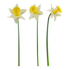 Three isolated narcissus flower on a transparent background