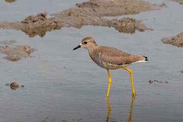White-tailed lapwing or Vanellus leucurus observed near Nalsarovar in Gujarat