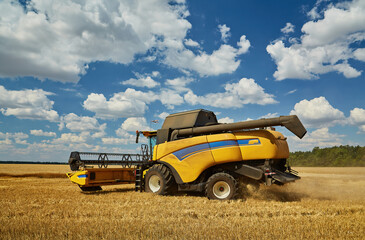 Combine Harvester Cutting Wheat, Summer Landscape of endless