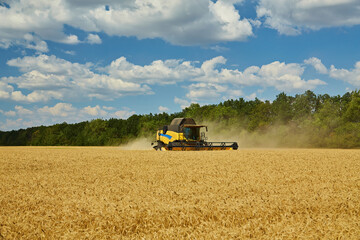 Combine harvester harvests ripe wheat.