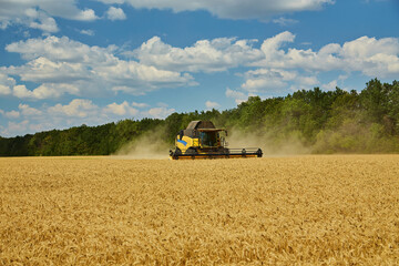 Combine Harvester Cutting Wheat, Summer Landscape of endless