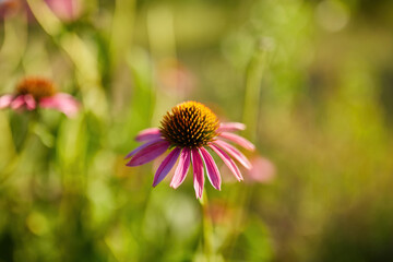 Purple flower Echinacea purpurea in the garden. Botanical background. Beautiful pink petals blooming plants.