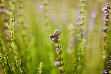 Close up photo of bluebells growing wild underneath the trees. Shallow depth of field.