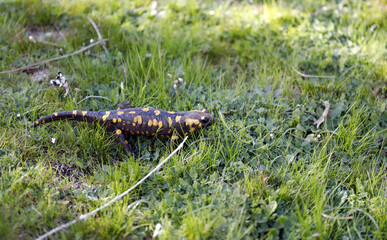 salamandra de rio andando por la hierba