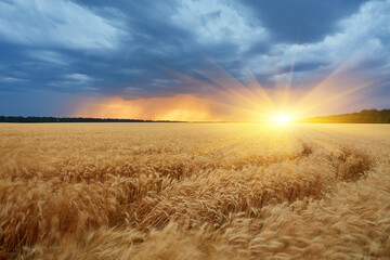 Dark thunderclouds over a wheat field at sunset. © Ryzhkov Oleksandr