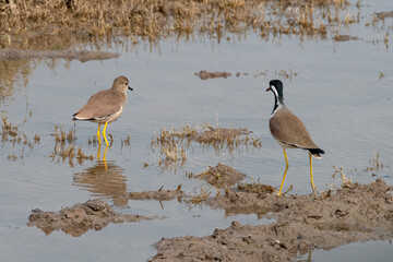 White-tailed lapwing or Vanellus leucurus observed near Nalsarovar in Gujarat
