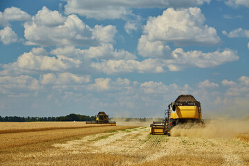 Obraz premium Combine Harvester Cutting Wheat, Summer Landscape of endless