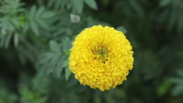 The beautiful yellow marigold flowers are close to view