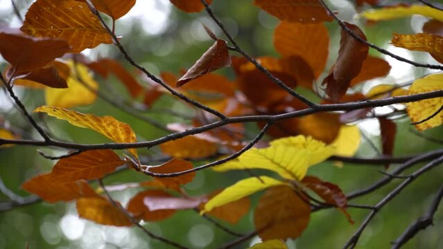 Slow Motion Close-up Footage of a Tree Branch with Autumn Colored Leaves (Red, Yellow, Orange) with Bokeh Background